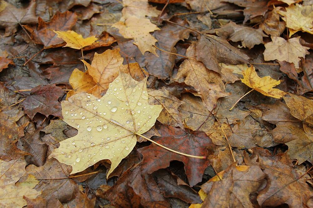 Fallen maple leaves with raindrops on the forest floor