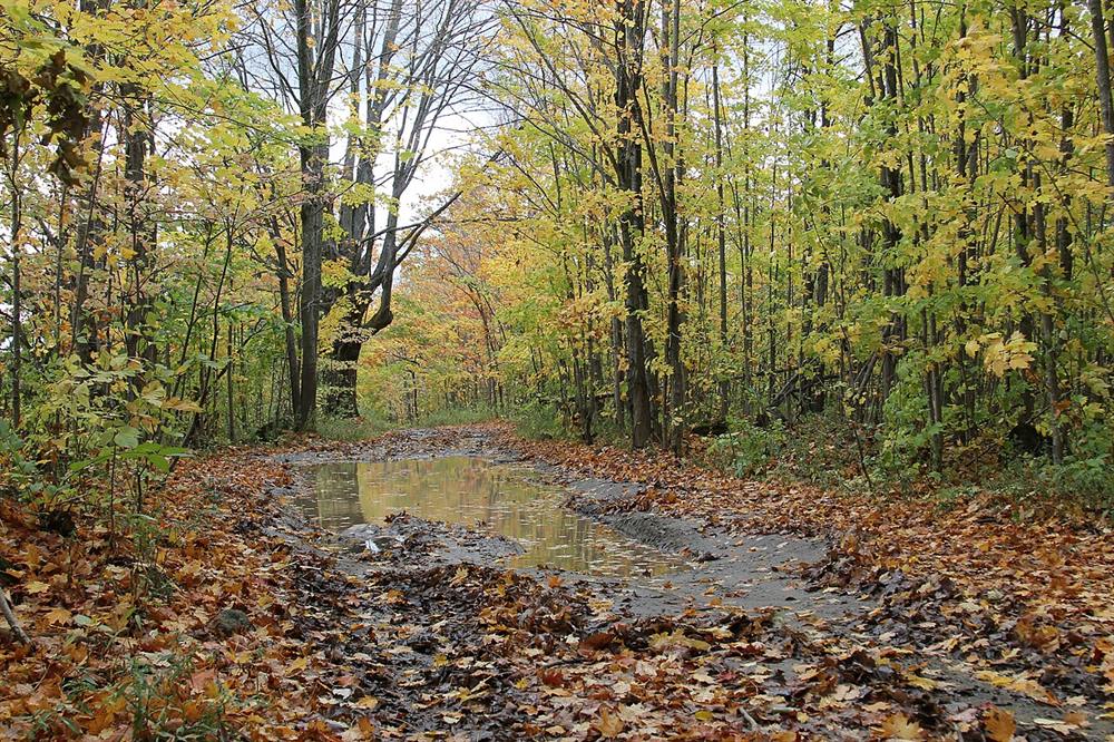 A leaf-covered forest trail under yellow and orange maples