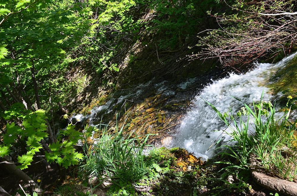 Spring runoff tumbling over rocks between green ferns