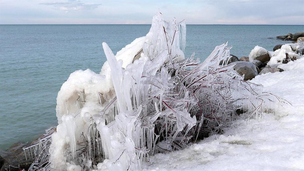 Shrubs encased in ice by the waves of Georgian Bay