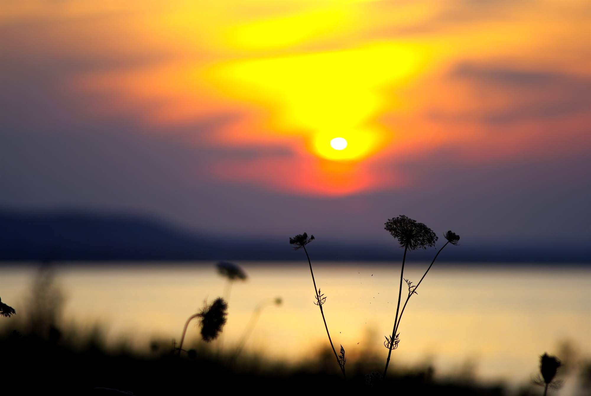 A blazing orange sunset over Georgian Bay at Craigleith, with wildflowers in silhouette
