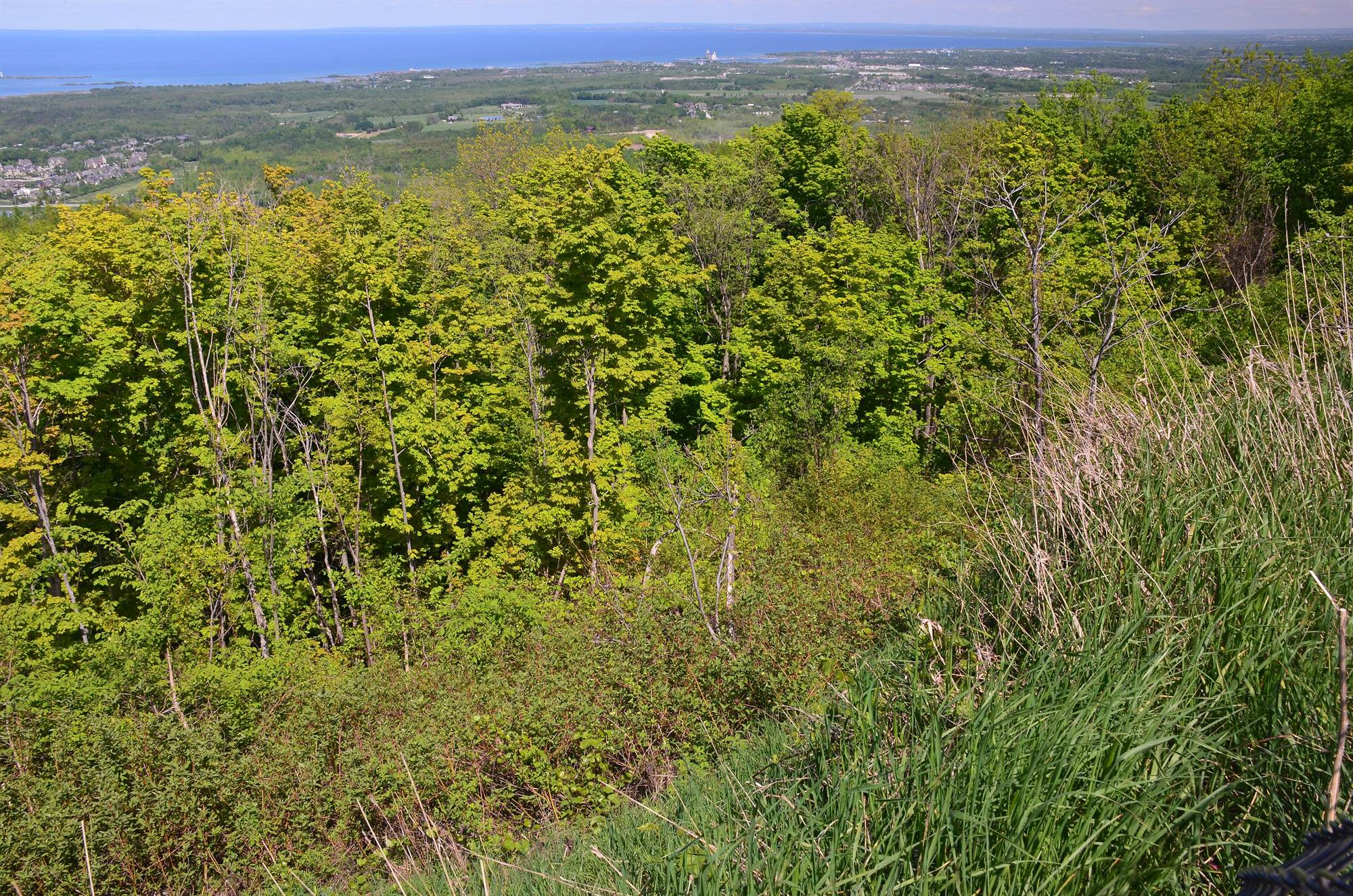 Fresh spring forest on the escarpment, with Collingwood and Georgian Bay in the distance